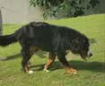 皇家狗粮 成犬狗粮 犬粮 宠物 中型犬 M25 全价犬粮 ≥12月 4KG 实拍图