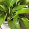 京东绿植绿萝盆栽除甲醛花卉绿植办公室新房净化空气110款10盆装源头直发 实拍图