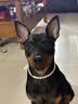 皇家狗粮 幼犬成犬狗粮  通用犬型 A3、CC 通用粮 通用犬型幼犬狗粮A3 8kg 实拍图