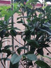 锦枫（jinfeng）桂花树苗盆栽植物办公室内花卉四季开花好养易活的客厅绿植小盆景 4年苗包开花+仿木桶带底托 原土发货 实拍图