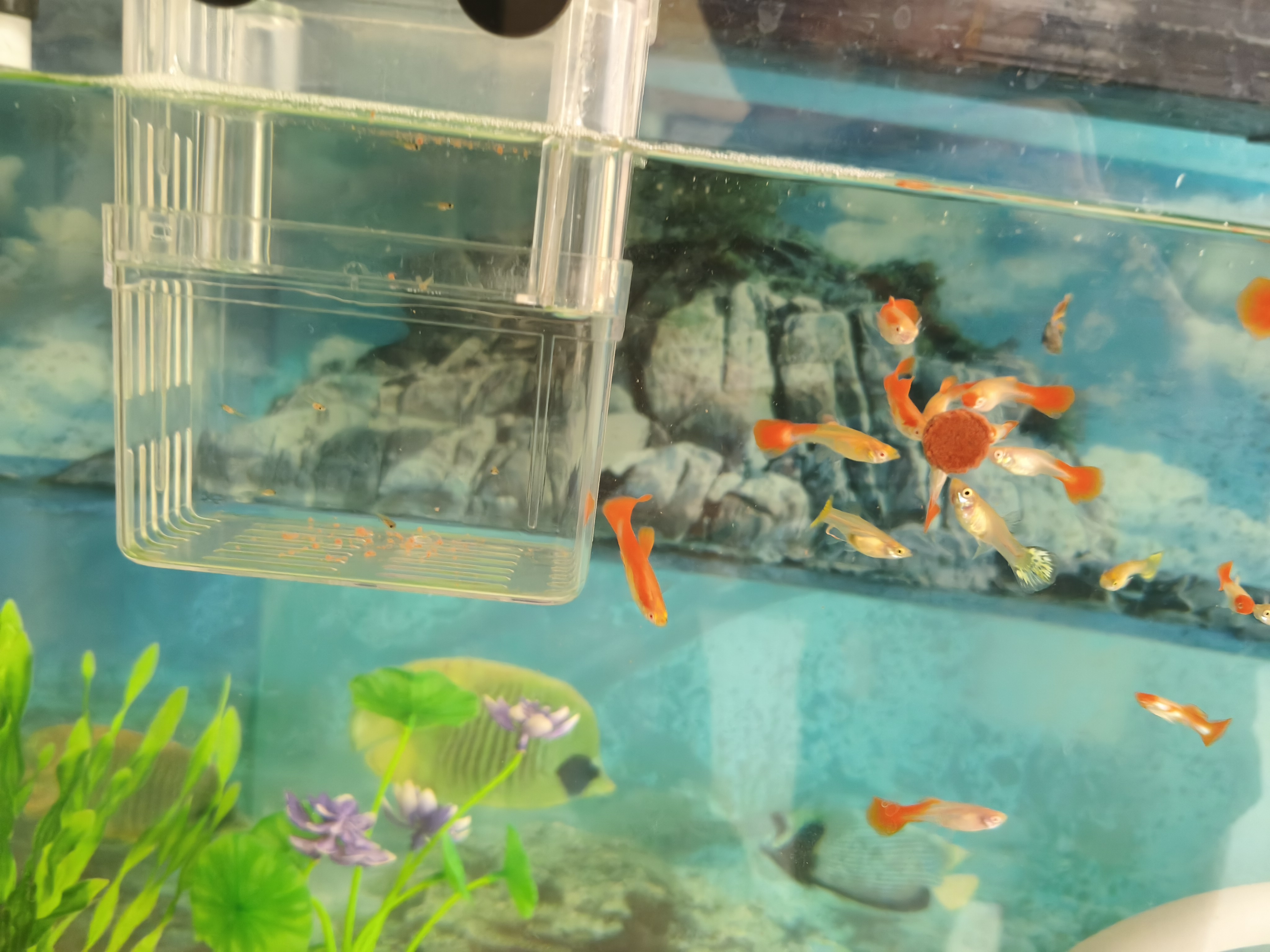 森悠（SARYOR）孔雀鱼纯种观赏鱼小型淡水好养热带鱼活体斑马金鱼凤尾鱼繁殖 杂袍孔雀鱼30条+5条备损 实拍图