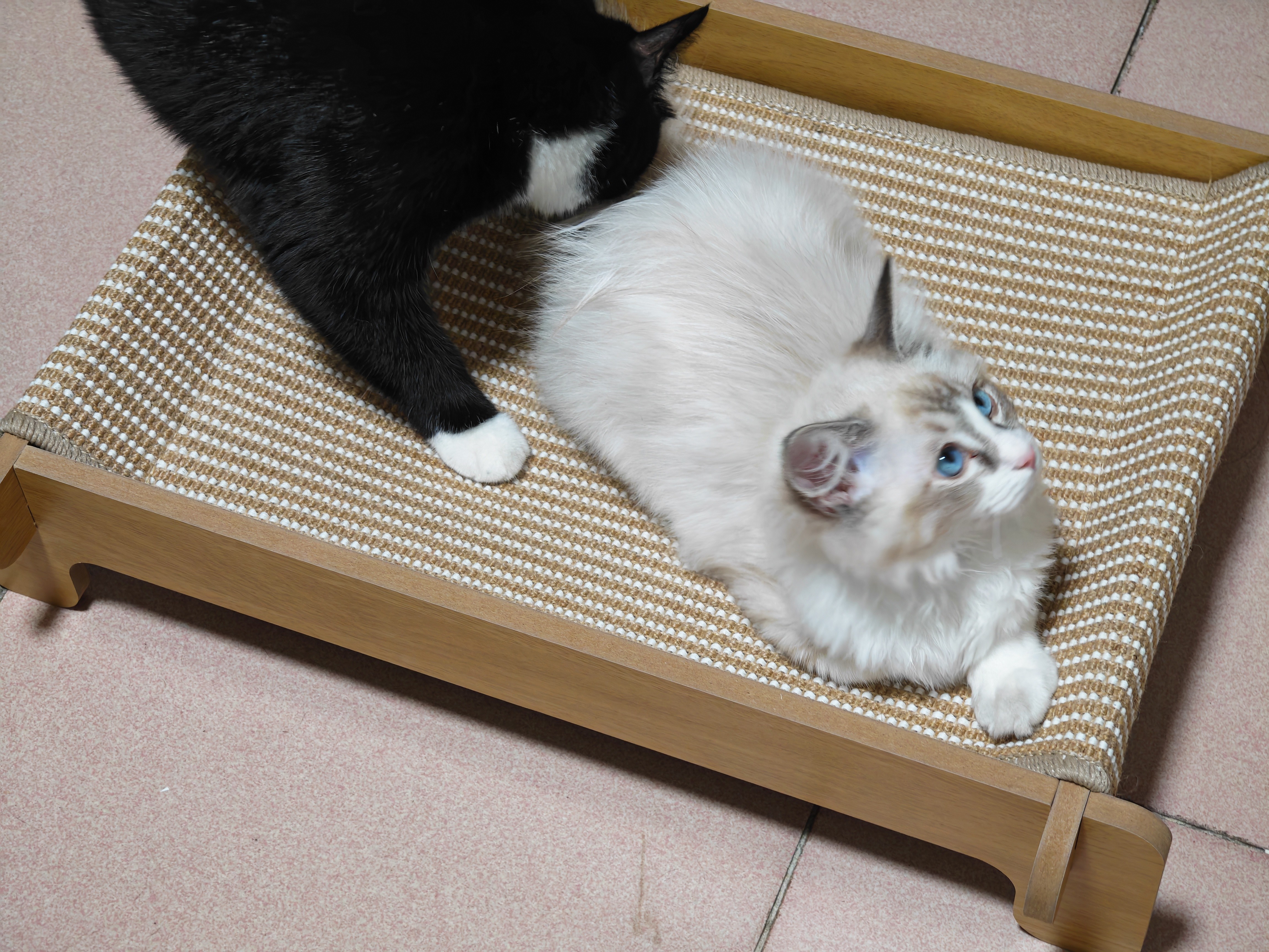 喵仙儿猫窝宠物床四季通用猫狗行军床麻垫不掉屑猫抓板可拆卸 实拍图