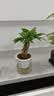 绿有意绿植盆栽多肉花卉盆栽植物室内桌面水培绿植办公室客厅植物懒人 聚财3盆】文竹+富贵竹+发财树 实拍图
