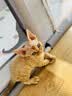 licheers猫垫子宠物猫窝睡垫秋冬季法兰绒毛毯狗狗睡觉专用地毯蓝色星空 实拍图