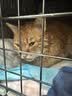 美士Nutro猫罐头一分为二主食餐盒慕斯肉泥罐成幼猫主粮进口宠物食品 【四个口味混搭】75g*24盒-27年8月 实拍图