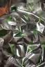 赶海弟 海带结500g 盐渍新鲜海带扣丝苗昆布片 火锅食材凉拌菜 南北干货 实拍图