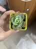 招财钱串吸财树多肉植物办公室桌面绿植盆栽花卉新手好养 精选随机1颗多肉+1个塑料彩盆+土 实拍图