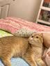 领先成猫尝鲜礼包主食级烘焙猫粮猫条餐盒汤包（新老款随机发货） 实拍图