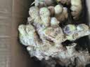 农多鲜 云南小黄姜 新鲜蔬菜现挖现发调味料火锅食材 产地直供 净重小黄姜5斤 精选小黄姜 实拍图