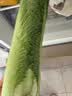 京鲜生云南高原龙芽白菜净重5斤 新鲜采摘只留菜心源头直发 实拍图