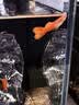 疯狂水草孔雀鱼活体水族宠物观赏鱼冷水耐活小型热带鱼淡水鱼苗 【3CM左右】精品孔雀鱼A 共8条 实拍图