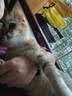 普安特宠物猫咪驱虫药驱虫体内外同驱跳蚤犬虱非泼罗尼滴剂爱滴克 实拍图