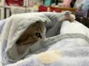 许翠花猫咪包外出便捷大容量轻便可折叠手提式猫包 实拍图