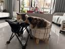 皇家猫粮 英短成猫粮 BS34 通用粮 12月以上 2KG 实拍图