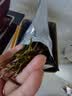 福茗源绿茶叶 金镶玉白茶安吉绿茶 明前2026新茶嫩芽茶叶礼盒口粮茶250g 实拍图