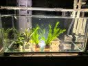 森森 超白玻璃小鱼缸HWK-600P裸缸款水草缸金鱼缸小型水族箱水草缸  实拍图
