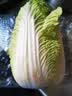 【火锅季】翡翠褶大白菜1.2kg 实拍图