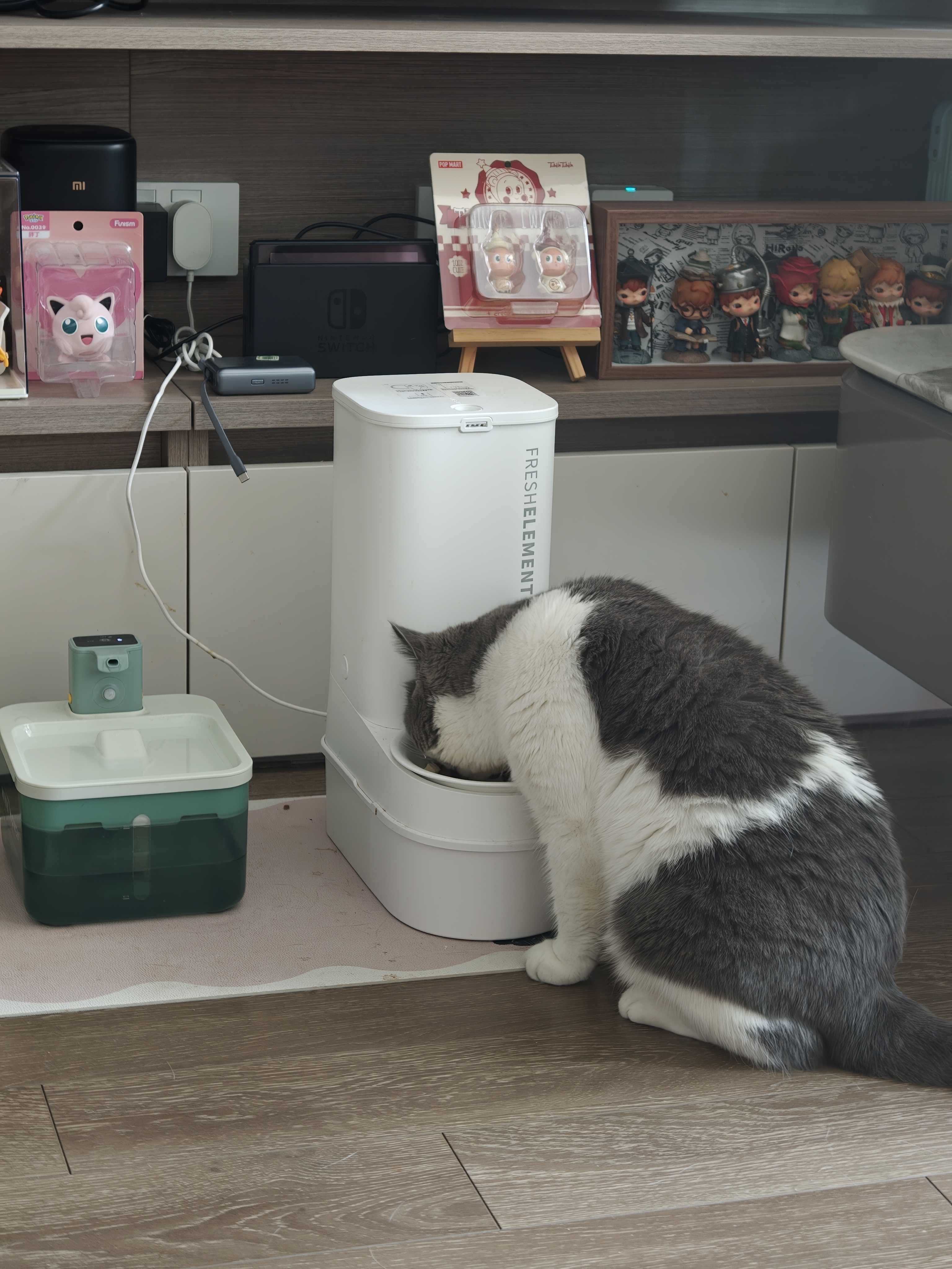 皇家猫粮 英短成猫粮 BS34 通用粮 12月以上 2KG【宠物金选】 实拍图