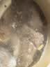 龙大肉食黑猪多肉大骨块净重4斤 ＞45%带肉率 猪骨头烧烤食材 黑猪肉生鲜 实拍图