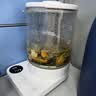 米家小米养生壶N1烧水壶恒温电热水壶煮茶泡茶调奶器一体304不锈钢 小白壶家用办公室附茶漏1.5L 实拍图