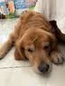 伯纳天纯中大型犬全价成年犬粮金毛宠物主粮羊肉蔓越莓15kg囤货装 实拍图
