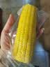 佳农内蒙黄糯玉米棒8袋*220g 真空锁鲜 源头直发 包邮 生鲜中秋送礼 实拍图