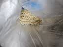 河北饼丝炒饼焖烩饼抽真空方便小包装石家庄辛集特产传统特色面食 高筋细饼丝5斤 京东快递|送货上门 实拍图