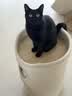 兽牌树洞剑麻桶猫窝猫抓板一体剑麻猫爬架双层大猫屋半封闭式冬季保暖 燕麦奶白丨三层剑麻桶 实拍图