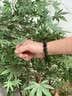 龍徽珠宝和田玉手串男士款青玉貔貅手链佛字黑檀转运珠手串生日礼物 实拍图