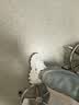 斯凯奇（Skechers）小白熊老爹鞋女士冬季厚底增高熊猫鞋减震通勤休闲运动鞋 实拍图