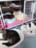 皇家猫粮 幼猫猫粮 幼猫奶糕 K36 通用粮 4-12月 2KG*3 实拍图