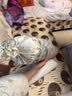 babycare婴儿安抚枕头宝宝多功能睡觉抱枕透气软糖枕0-6月星乐之城40*12CM 实拍图