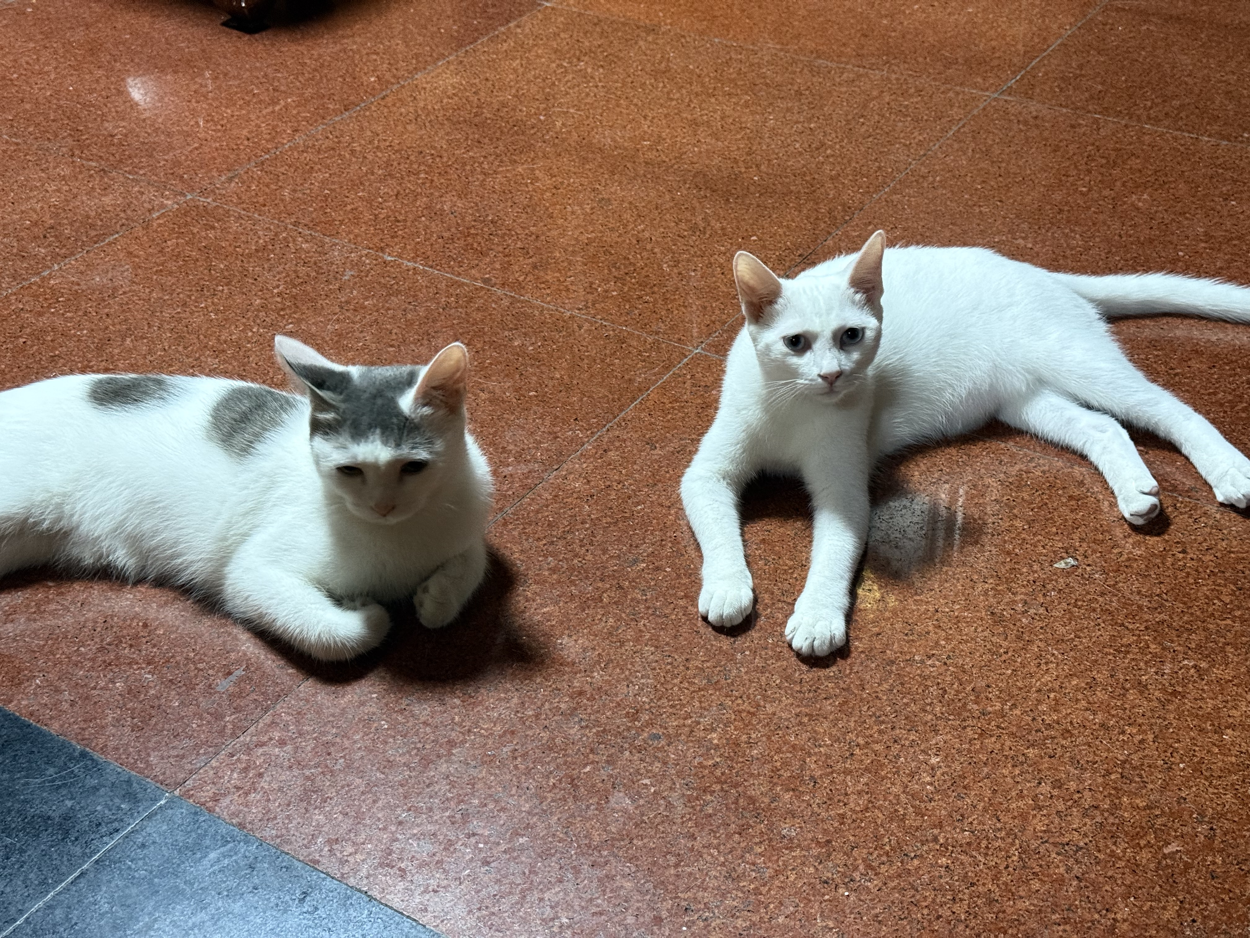 霍曼（Homerun）Real智能自动喂食器猫粮定时猫猫咪自动投食机PF20（不锈钢碗） 实拍图