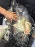 小凤仙漂筒浮漂桶加厚带芯款鱼漂收纳大号调漂桶浮漂盒70cm大容量鱼漂盒 实拍图