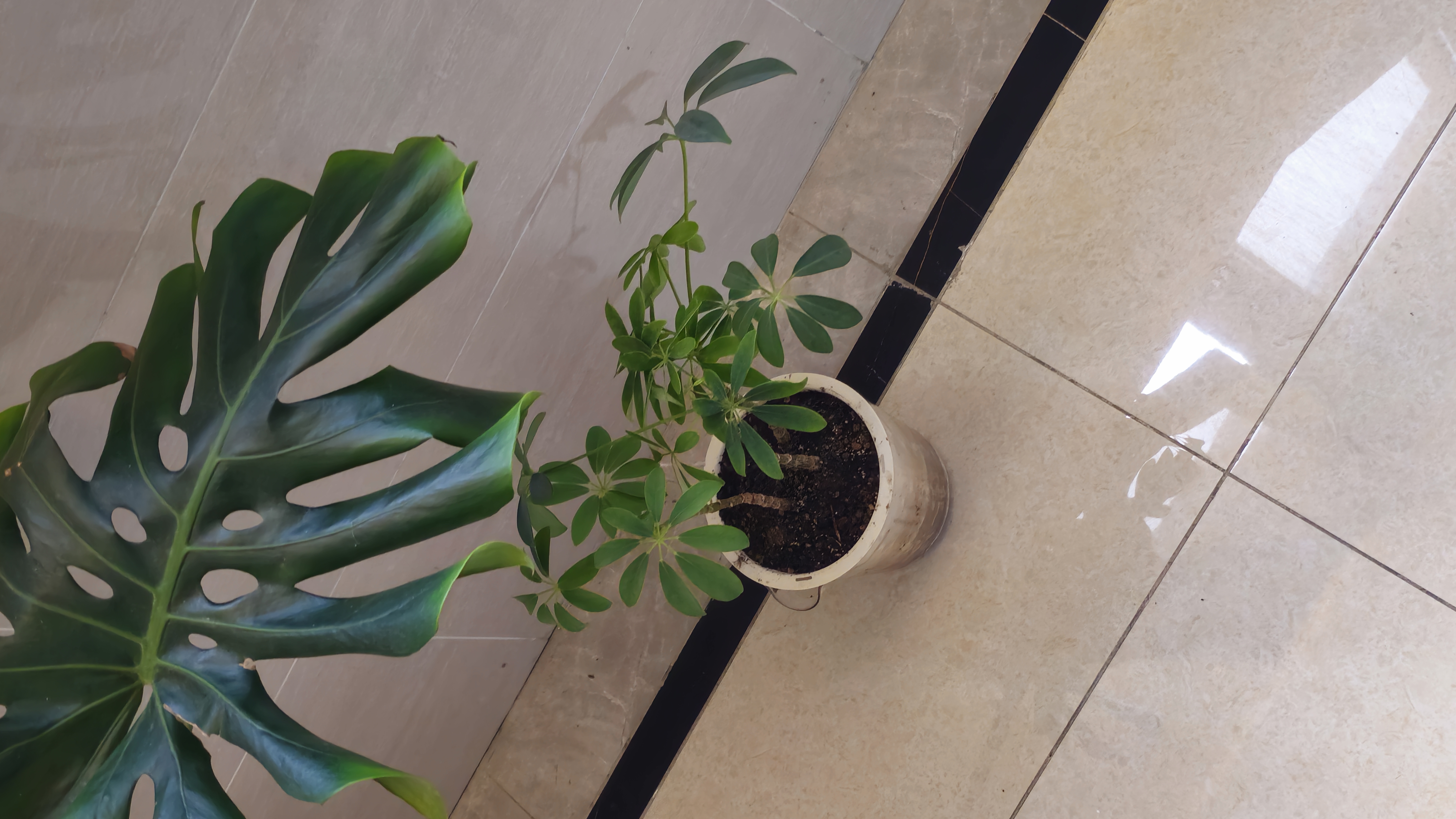 史丹利观叶绿植专用营养土室内盆栽植物通用型土壤盆景种绿植泥炭土10L 实拍图