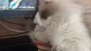 冠能猫粮 成猫猫粮鸡肉味10kg 全价猫粮 稳固免疫【宠物金选】 实拍图