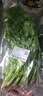 【火锅季】带根香菜100g 实拍图