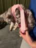 欢宠网宠物猫咪绝育服猫手术服母猫衣服断奶术后恢复幼小猫猫透气防舔衣 实拍图