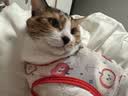 宽福猫粮 全蛋奶霜烘焙猫粮全价45%粗蛋白猫咪6重美毛因子5kg 实拍图