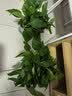 京东绿植绿萝盆栽除甲醛花卉绿植办公室180款加仑自吸水盆8盆装源头直发 实拍图