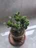 意轩 【带花苞】阳台室内盆栽花卉栀子花树苗大叶绿植四季开花枝子花 3年苗【带花苞】 不含盆 实拍图