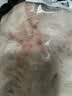 双汇猪小蹄膀净重3斤冷冻猪蹄膀猪肘子切块猪肉酱卤蹄髈 实拍图