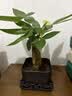 水培植物铁树小盆栽办公室内微景观桌面创意好养易活绿植花卉盆景 发财树盆栽 舍得盆加底托 高度15-25cm 实拍图