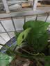 临雅仙洞龟背竹盆栽爬藤植物室内好养四季观叶垂吊绿植适合懒人养的花 长藤仙洞【简易盆】高40cm左右 实拍图