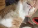 皇家猫粮 成猫猫粮 营养均衡 F32 通用粮 1-7岁 15KG 实拍图