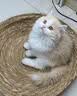 卫加全价猫粮20斤装 成猫幼猫主粮全阶段通用型天然粮10kg 实拍图