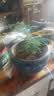 文竹盆栽绿植花卉盆景植物室内客厅水培文松云竹文竹大苗四季常青 小文竹【1颗】原盆原土球发货 高度15-25cm 实拍图