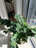 陶粒通用型垫底陶粒养花专用花盆铺面陶土种植土兰花多肉营养土 10升园艺陶粒（中颗粒12-16mm） 实拍图