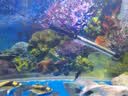 森森鱼缸水族箱加热棒自动恒温防爆乌龟缸加温棒小型鱼缸加热器300W 实拍图