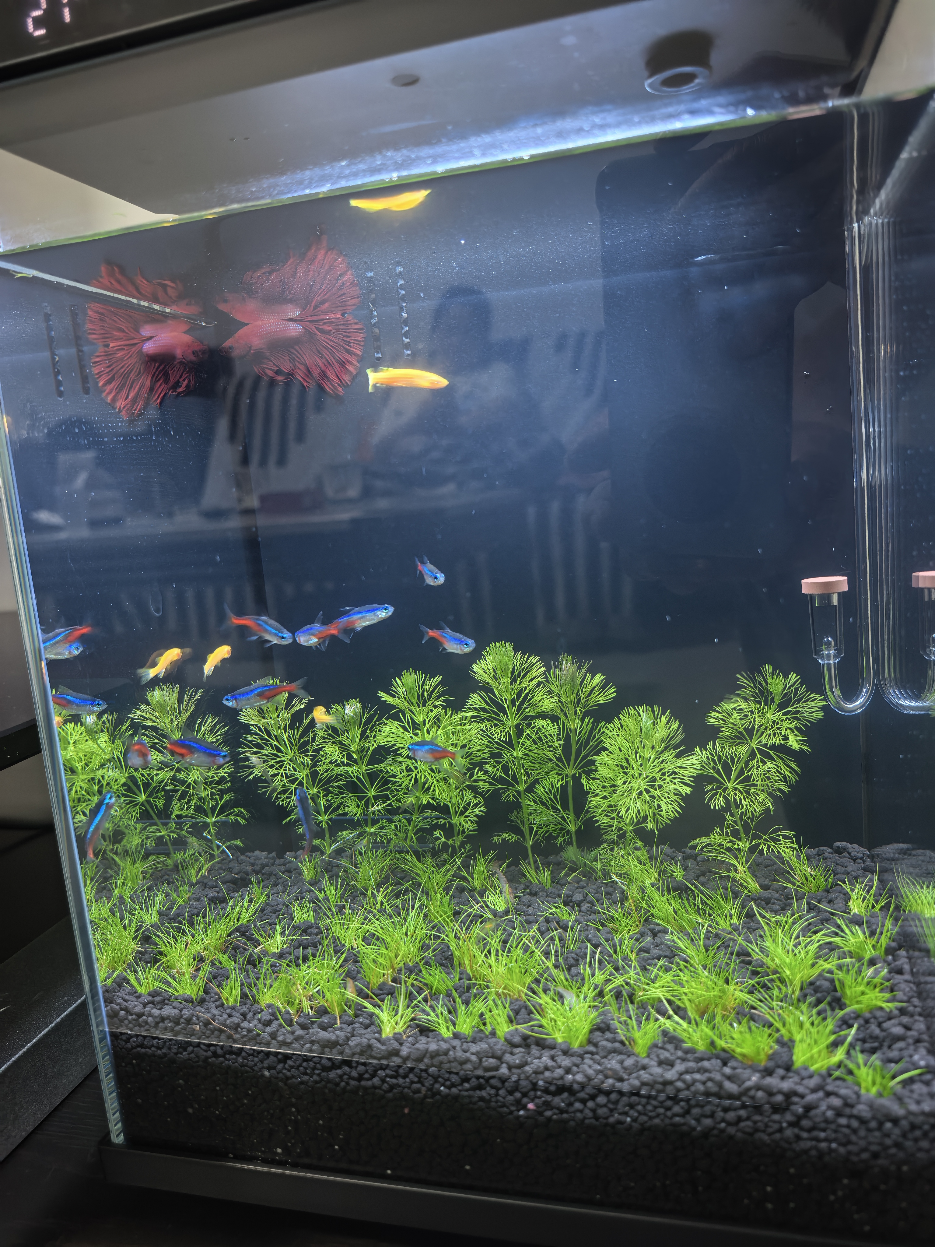 尼特利二代水草泥鱼缸专用水藻泥生态草缸底砂营养土3L/袋 实拍图